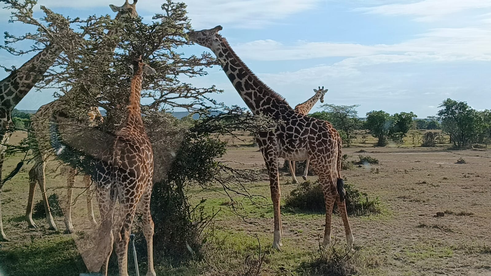 Safari image 10